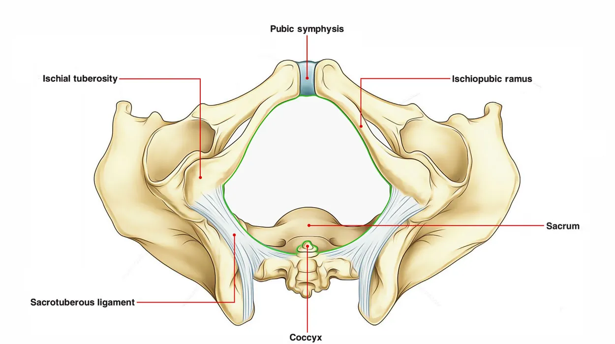 Cartilaginous joint